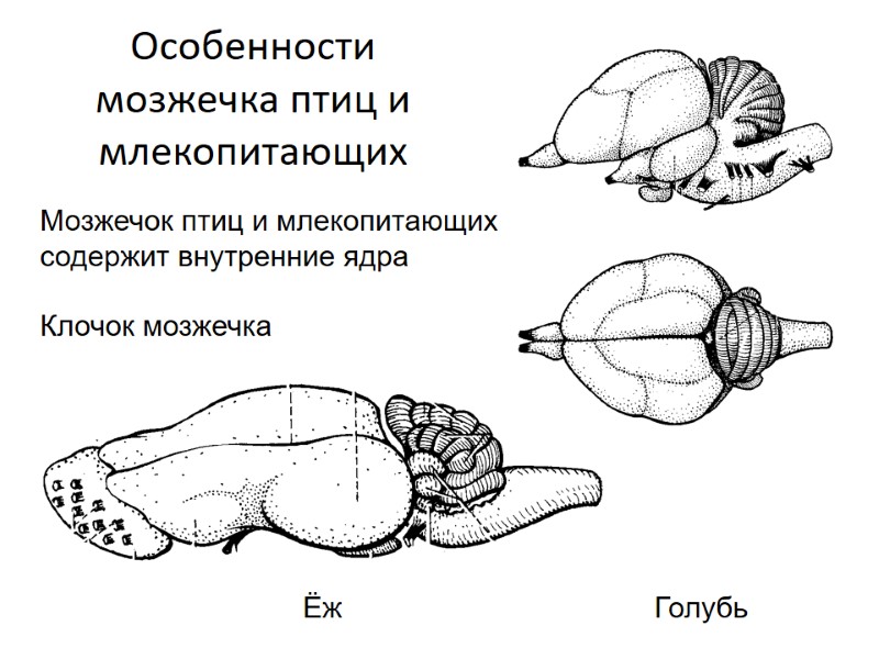 Особенности мозжечка птиц и млекопитающих Ёж     Голубь Мозжечок птиц и